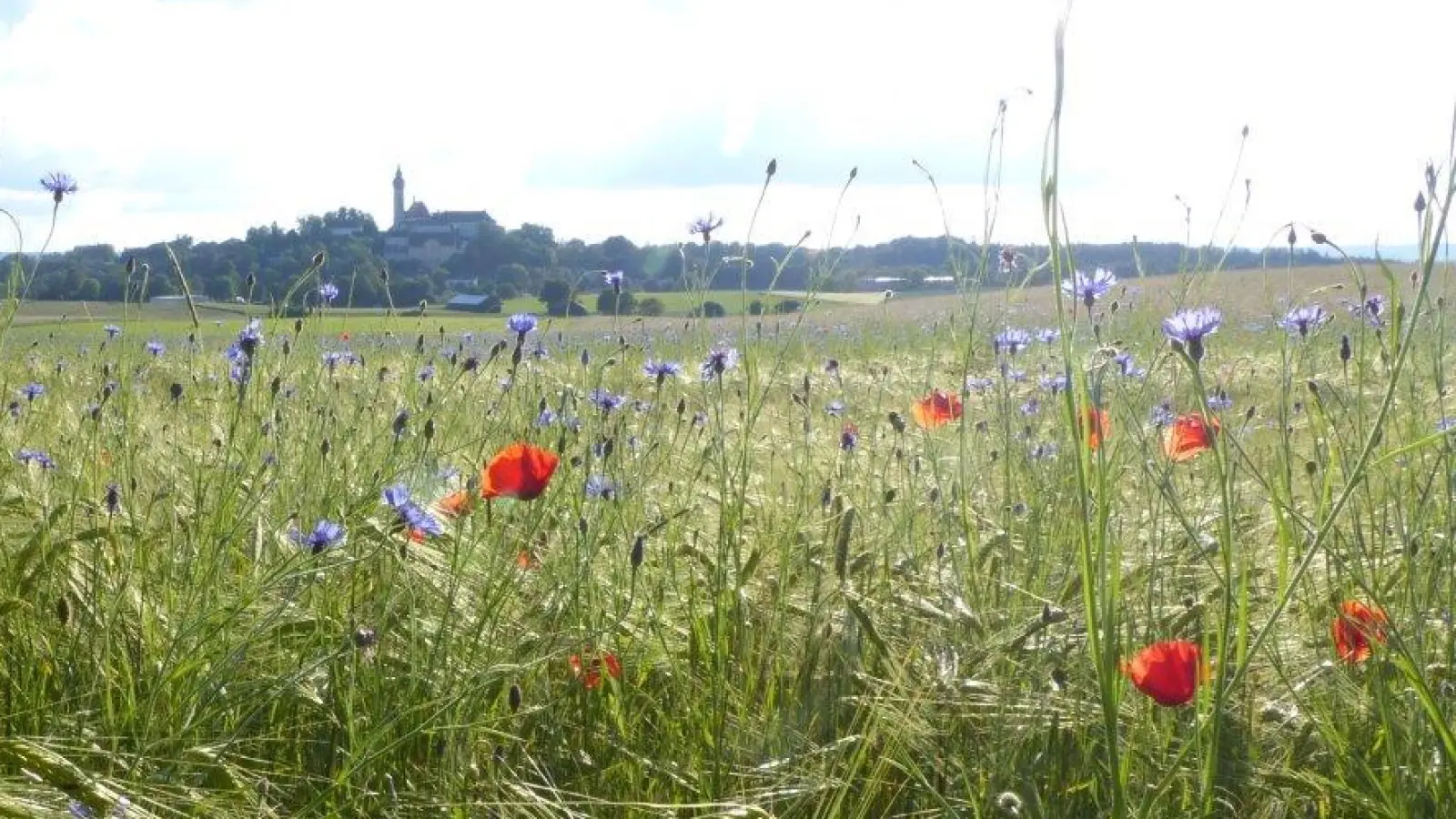 Auf Bio-Äckern wächst häufig eine reichhaltige Wildkrautflora. (Foto: Dr. Helene Falk )
