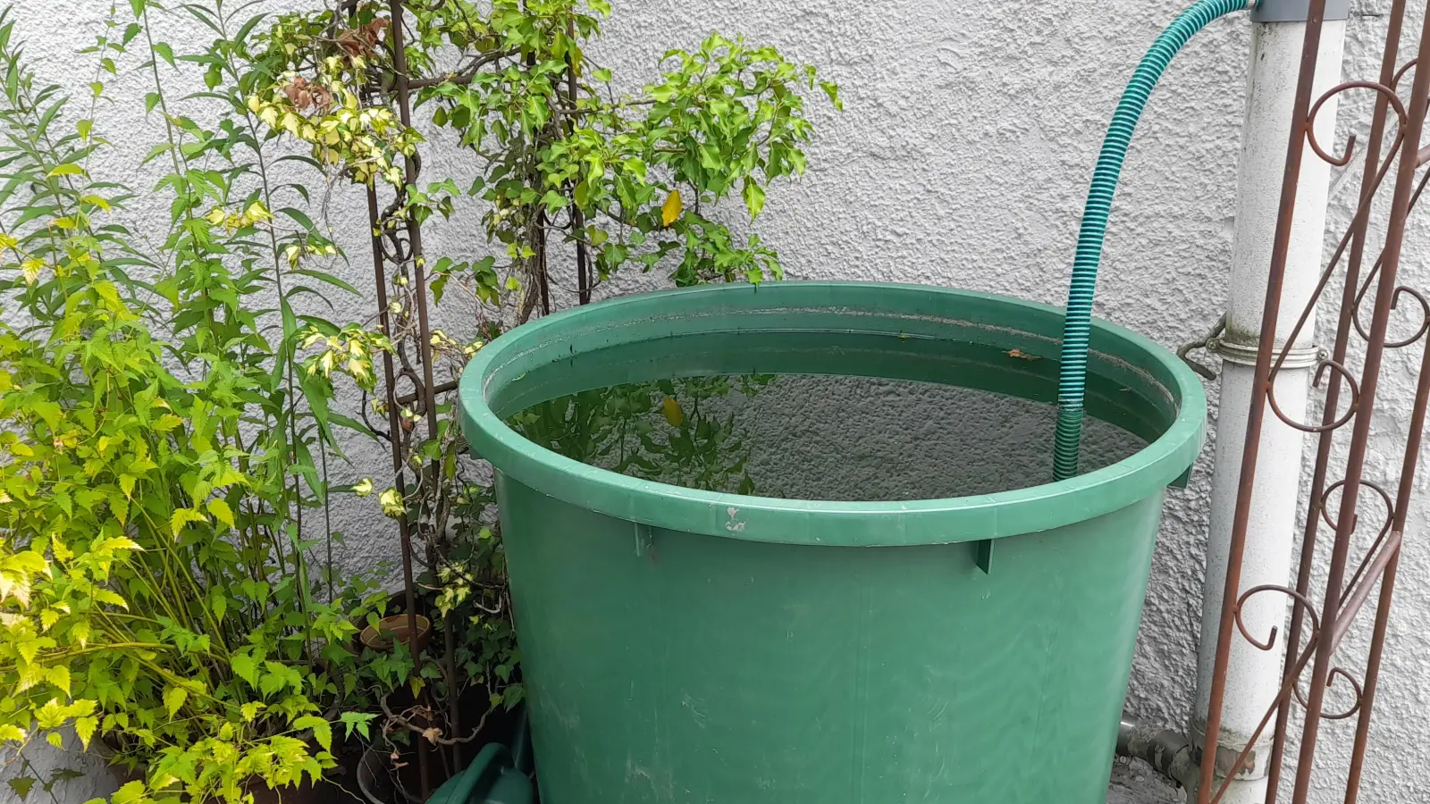 Regenwasser wird vielerorts bereits in Tonnen aufgefangen, um damit Pflanzen nachhaltig zu bewässern. Ähnlich könnte eine „Wasserbank“ funktionieren. (Foto: kö)