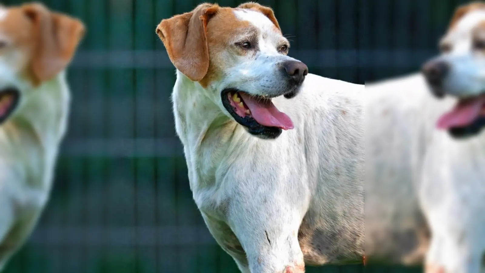 Mischlingsrüde Sam. (Foto: Tierheim Riem)