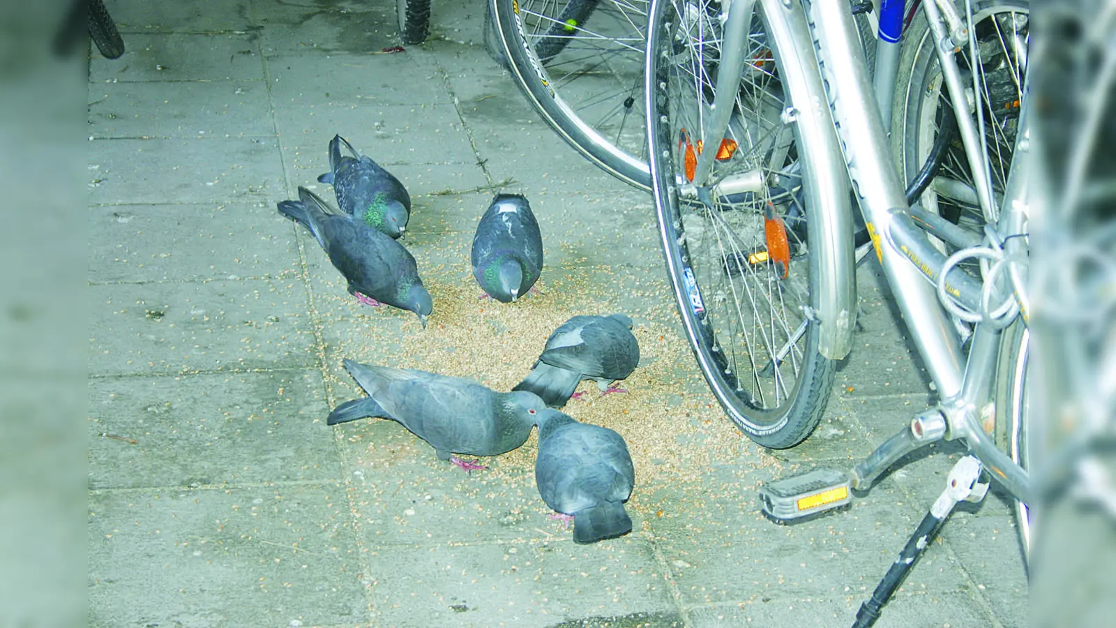 Taubenplage am Obermenzinger Bahnhof: Trotz Taubenhauses konnte das Problem nicht gelöst werden.  (Foto: Ulrike Seiffert)
