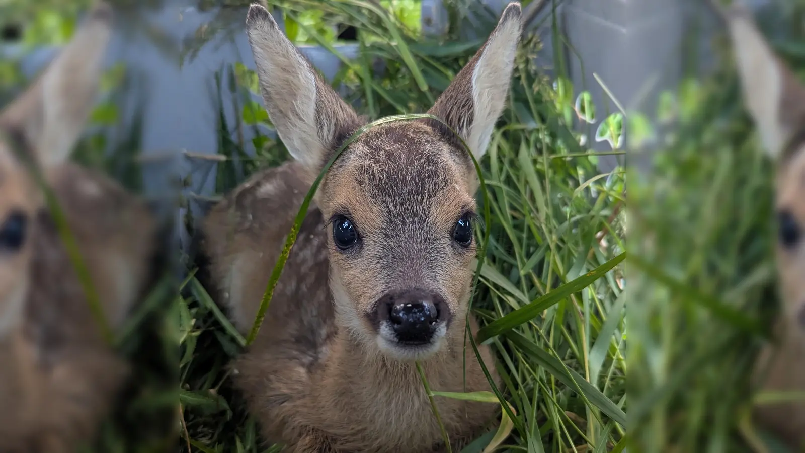 Sieben Rehkitzen hatten sich in der Streuobstwiese versteckt - und wurden vor dem Mähtod gerettet.  (Foto: Stadt Dachau)