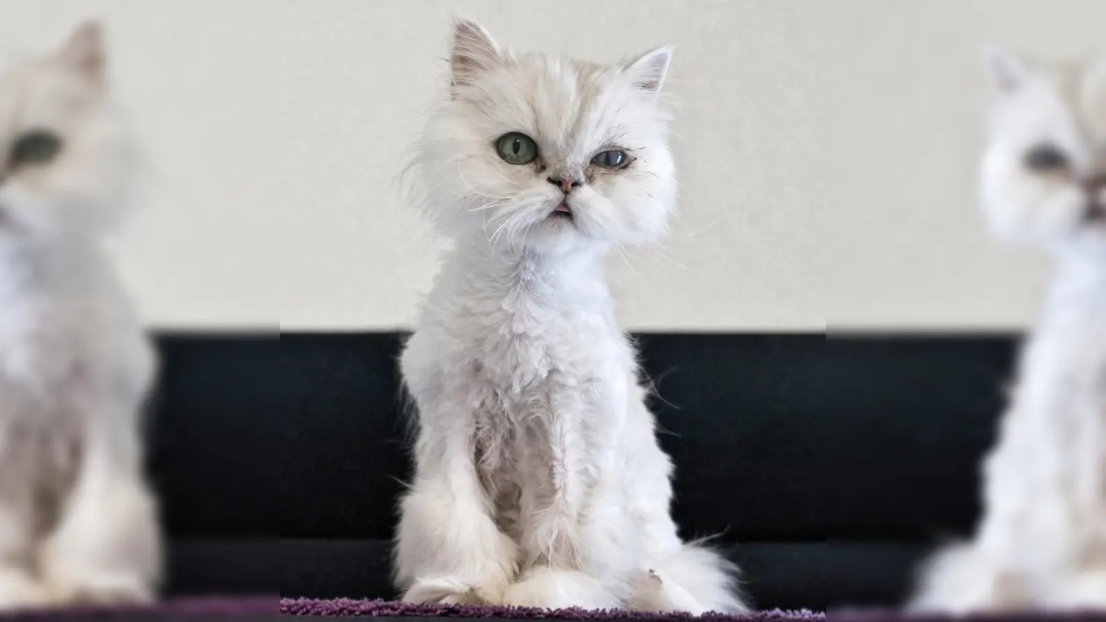 Perserkatze Laluna. (Foto: Tierheim Riem)