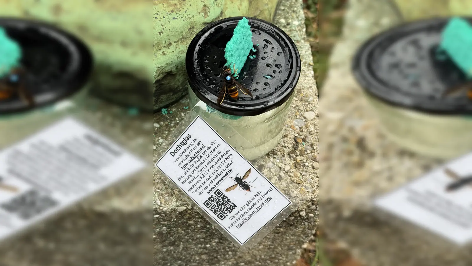 In die Falle gegangen: Eine Asiatische Hornisse an einem der „Locktöpfe“, die nahe der Theresienwiese platziert waren.  (Foto: Bezirk Oberbayern/Christian Altenburger)