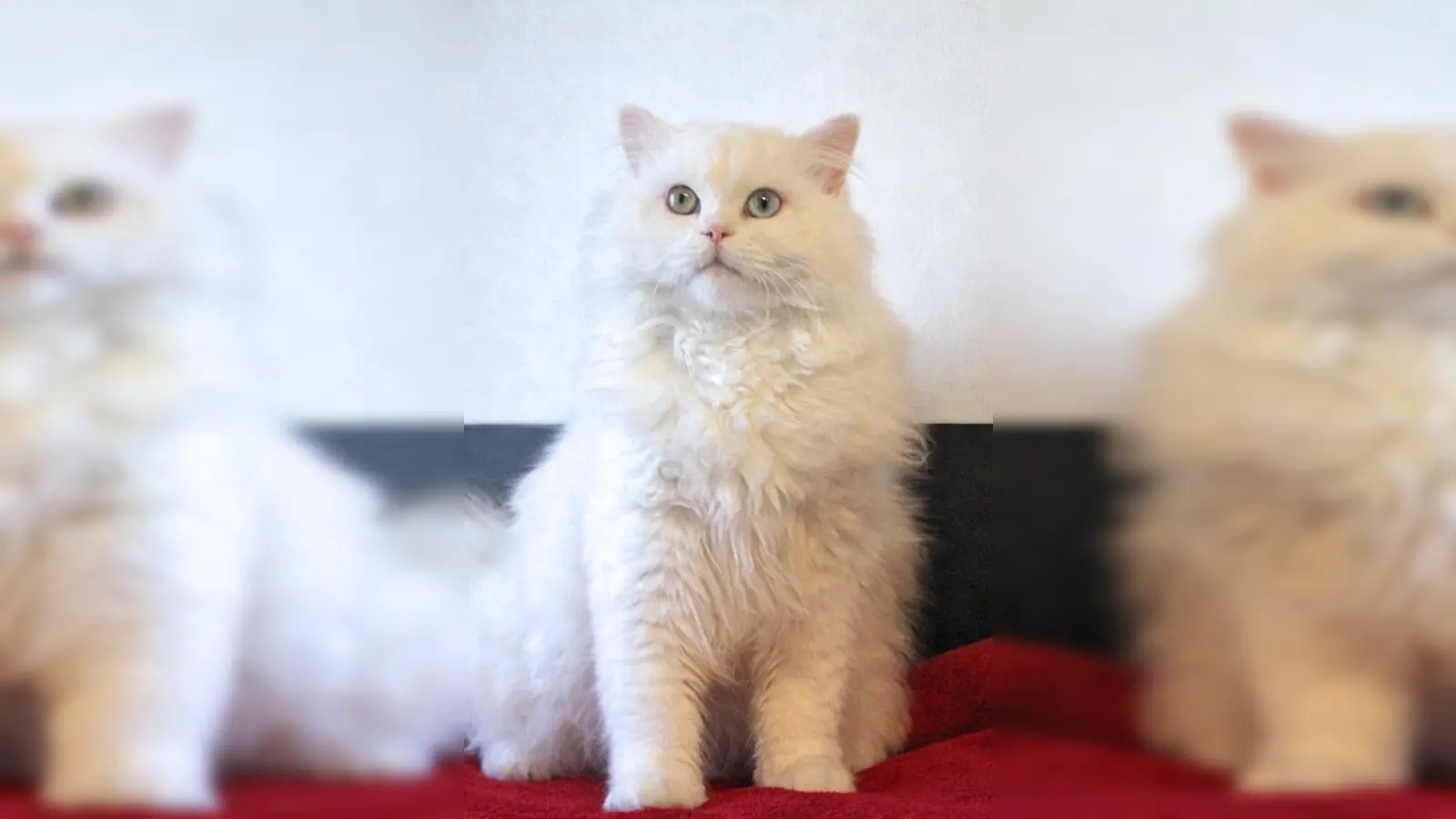 Kater Mimo. (Foto: Tierheim Riem)