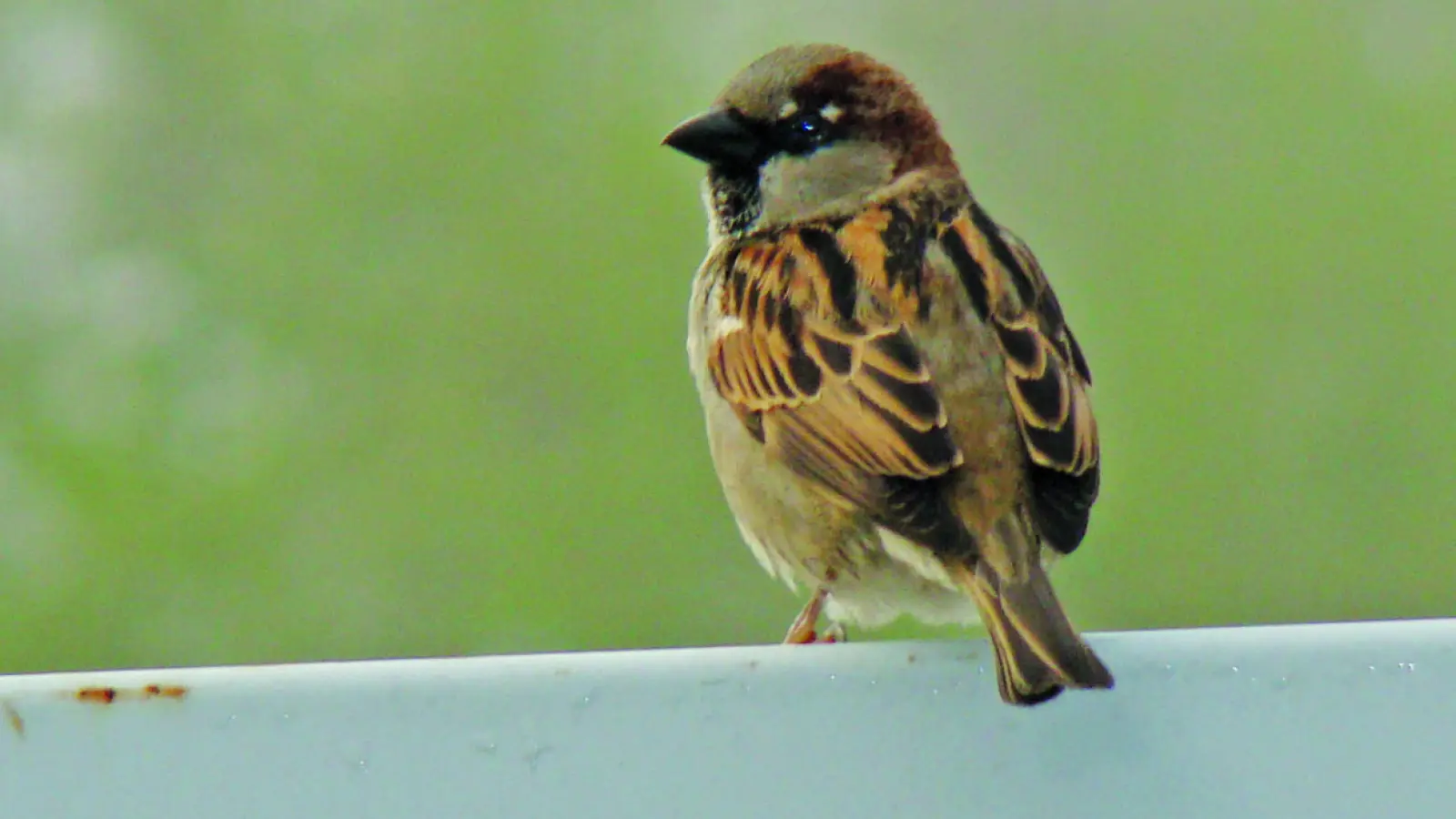 Gebäudebrüter wie Mauersegler, Rauchschwalben, Mehlschwalben oder Feldsperlinge benutzen ihren Brutplatz oft viele Jahre hintereinander. (Symbolbild: pst)