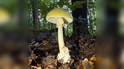 Hochgiftig: Der Grüne Knollenblätterpilz (Amanita phalloides).  (Foto: Verein für Pilzkunde München e.V. / Magdalena Ordosch)