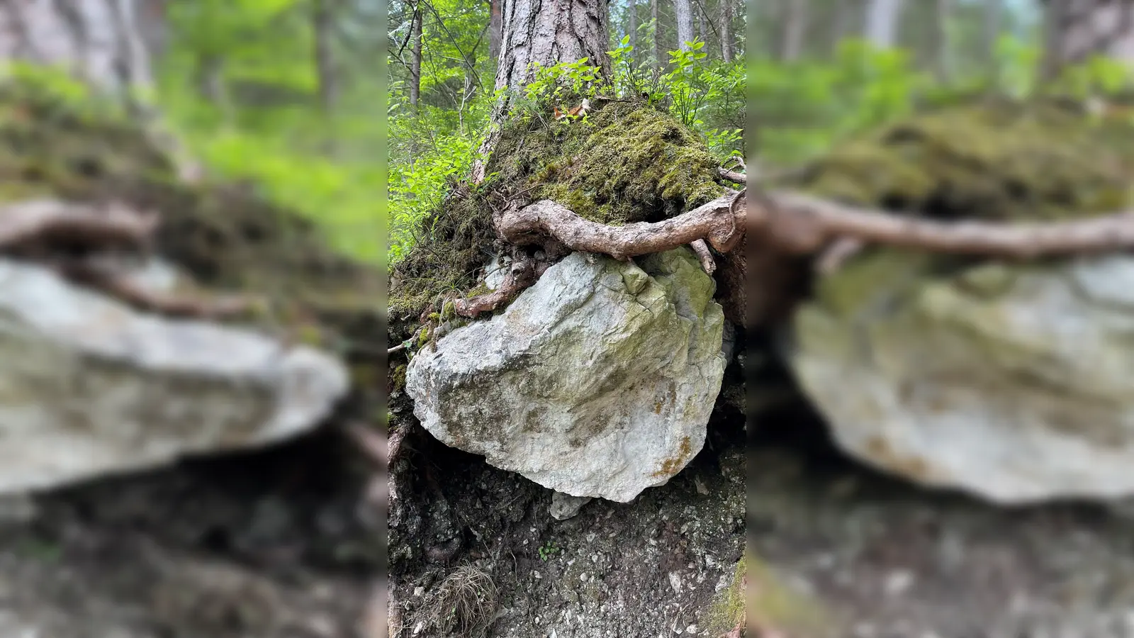Eine gemeinsame Radtour führt durch den Ebersberger Forst. (Foto: hw)