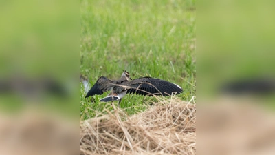 Aubachtal im Jahr 2017: Ein Junges breitet seine Flügel aus. (Foto: Oliver Wittig )