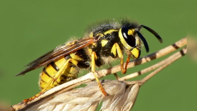 Wespen sind eigentlich friedliche Tiere, auch wenn sie Kuchen und Grillfleisch machmal zu nahe kommen. Was hilft, erklärt Tarja Richter. Und eines gilt: Selbst wepsig werden ist verkehrt! (Foto: Giessler Andreas, LBV Bildarchiv)