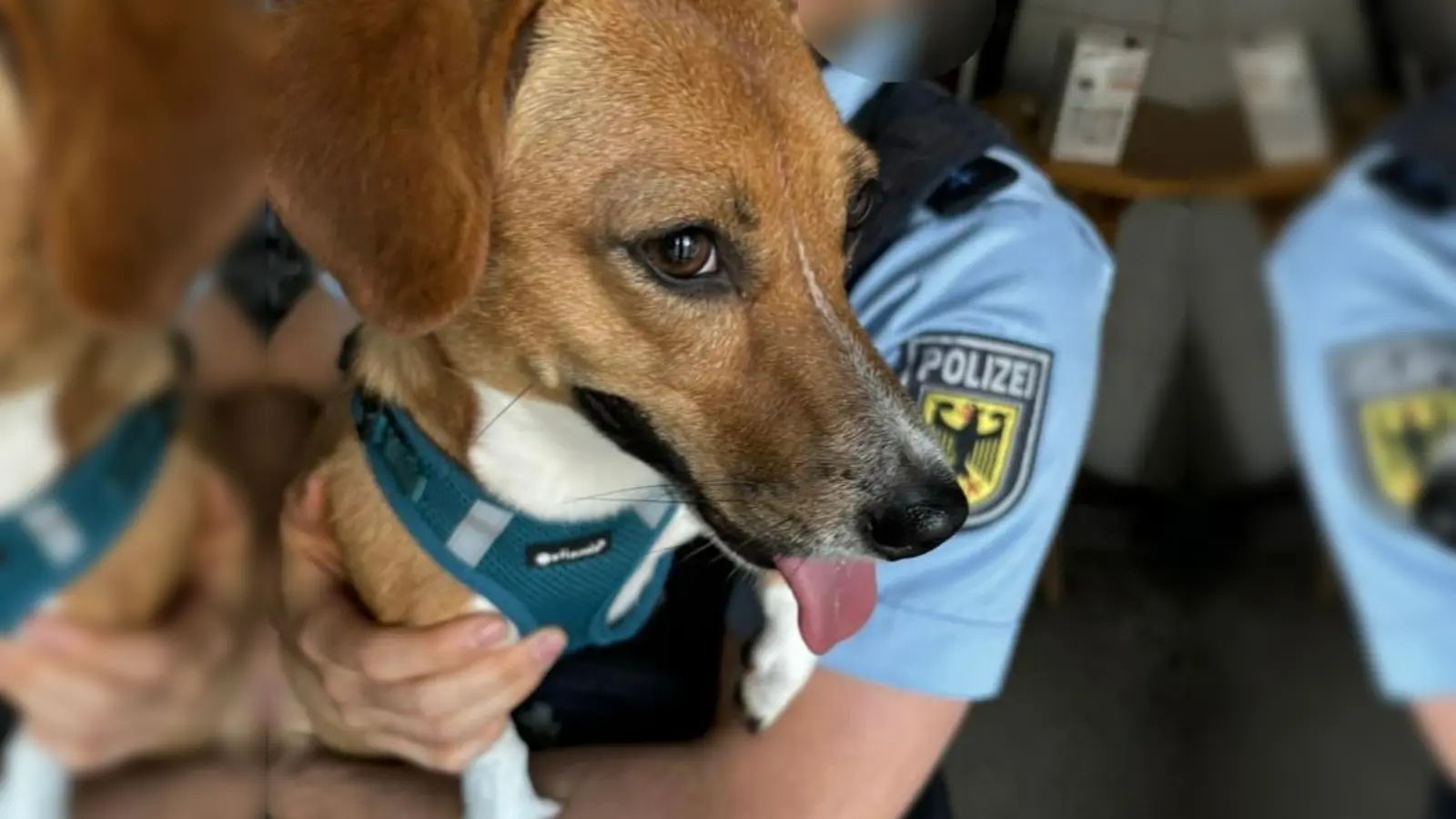 Die Beamten tauften die umgängliche und gar nicht scheue Hündin kurzerhand auf den Namen Nala. (Foto: Bundespolizei)