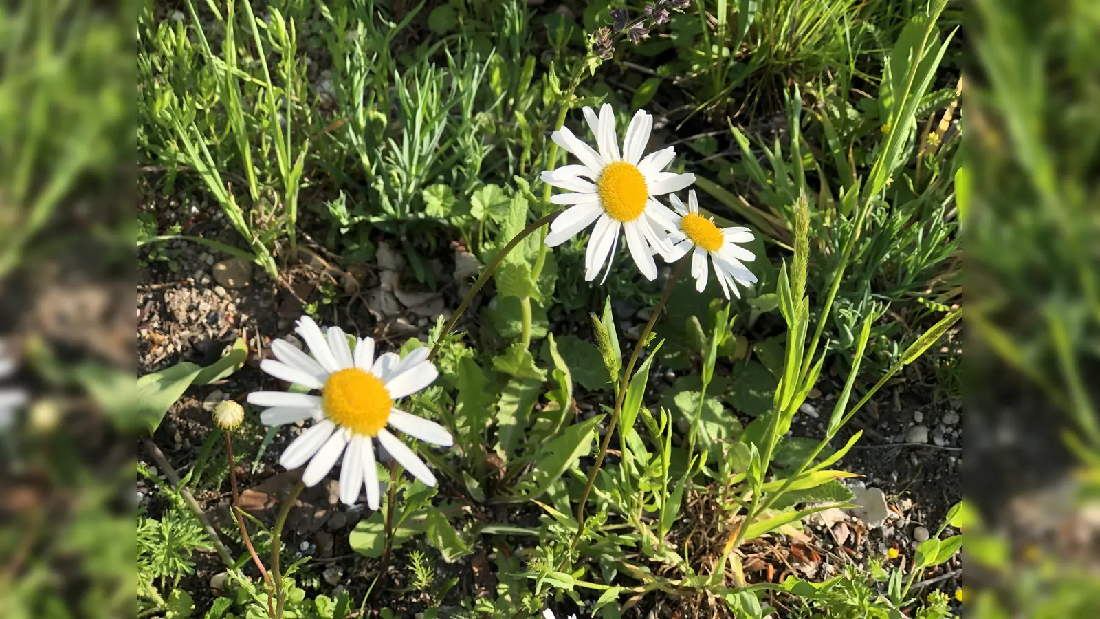 Auf bunten Blumenwiesen fühlen sich Biene &amp; Co so richtig wohl, noch besser ist es, wenn torffreie Erde benutzt wurde. (Foto: hw)