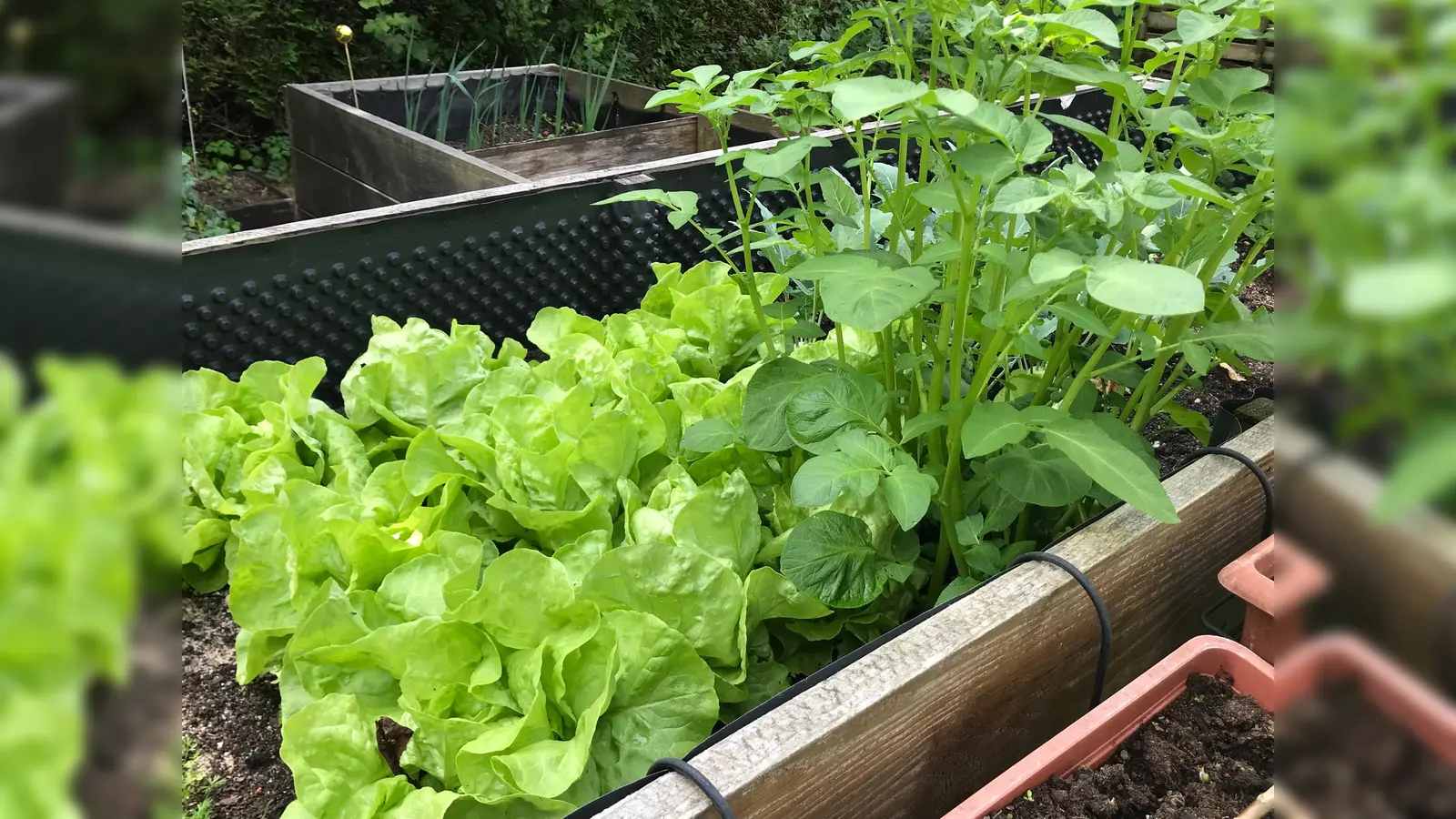 Nicht nur schön, sondern auch gesund: Salat aus dem eigenen Garten. Wie es geht, lernt man hier. (Foto: hw)
