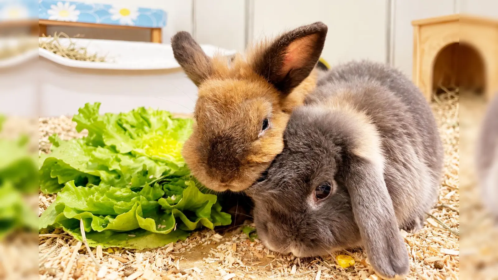 Bonita und Mateo sind beide neugierig, verfressen und sehr aufgeweckt.  (Foto: Tierheim Riem)
