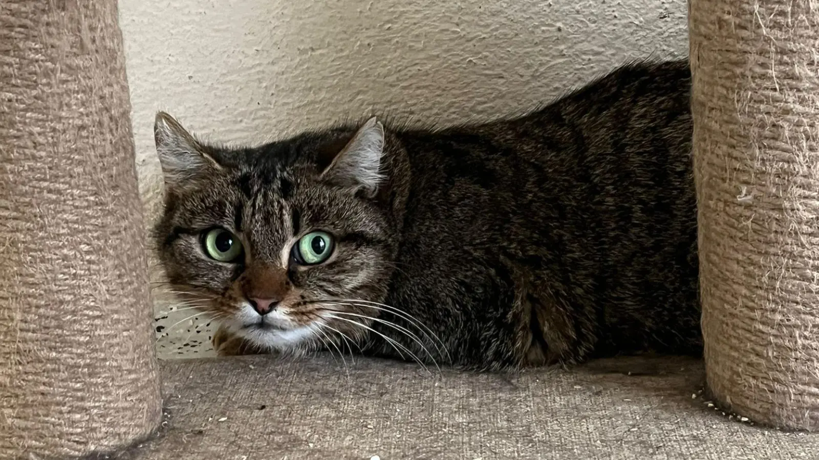 Eine der drei Katzen, die ein neues Zuhause sucht. (Foto: Tierschutzjugend )