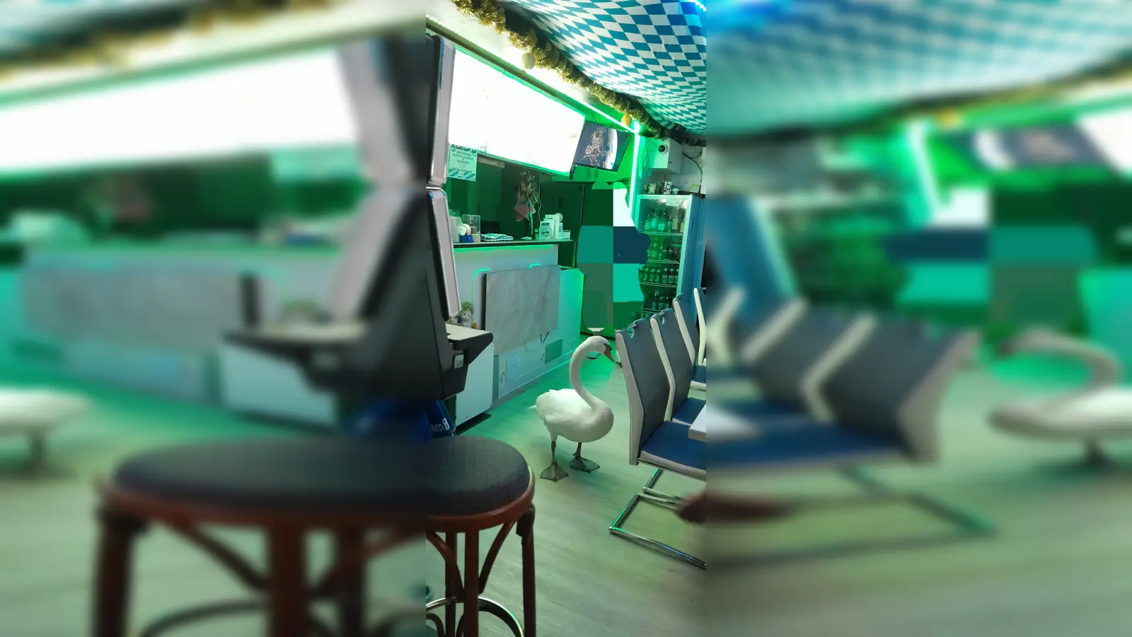 Ungewöhnlicher Gast: Gilchinger Schwan stattet Schmankerl-Eck einen Besuch ab. (Foto: Eva Bauer)