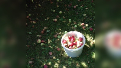 Muss draußen bleiben: Fallobst wird auf den Recyclinghöfen nicht mehr angenommen. (Foto: Kommunale Abfallwirtschaft)
