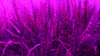 Indoor-Weizen in der Klimakammer in Dürnast bei Freising. (Foto: TUM Freising)