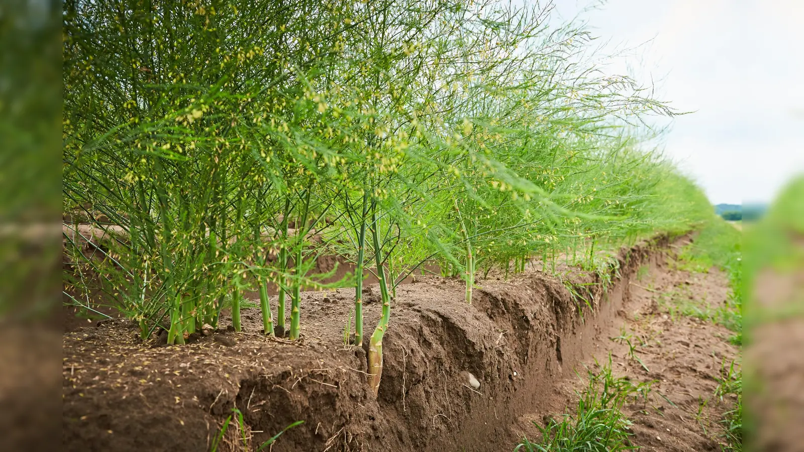 Nach der intensiven Ernte wird die Folie von den Dämmen eingeholt, und die Spargelpflanzen treiben aus. Ihre Blüten sind dann eine wertvolle Insektenweide.  (Foto: GMH)