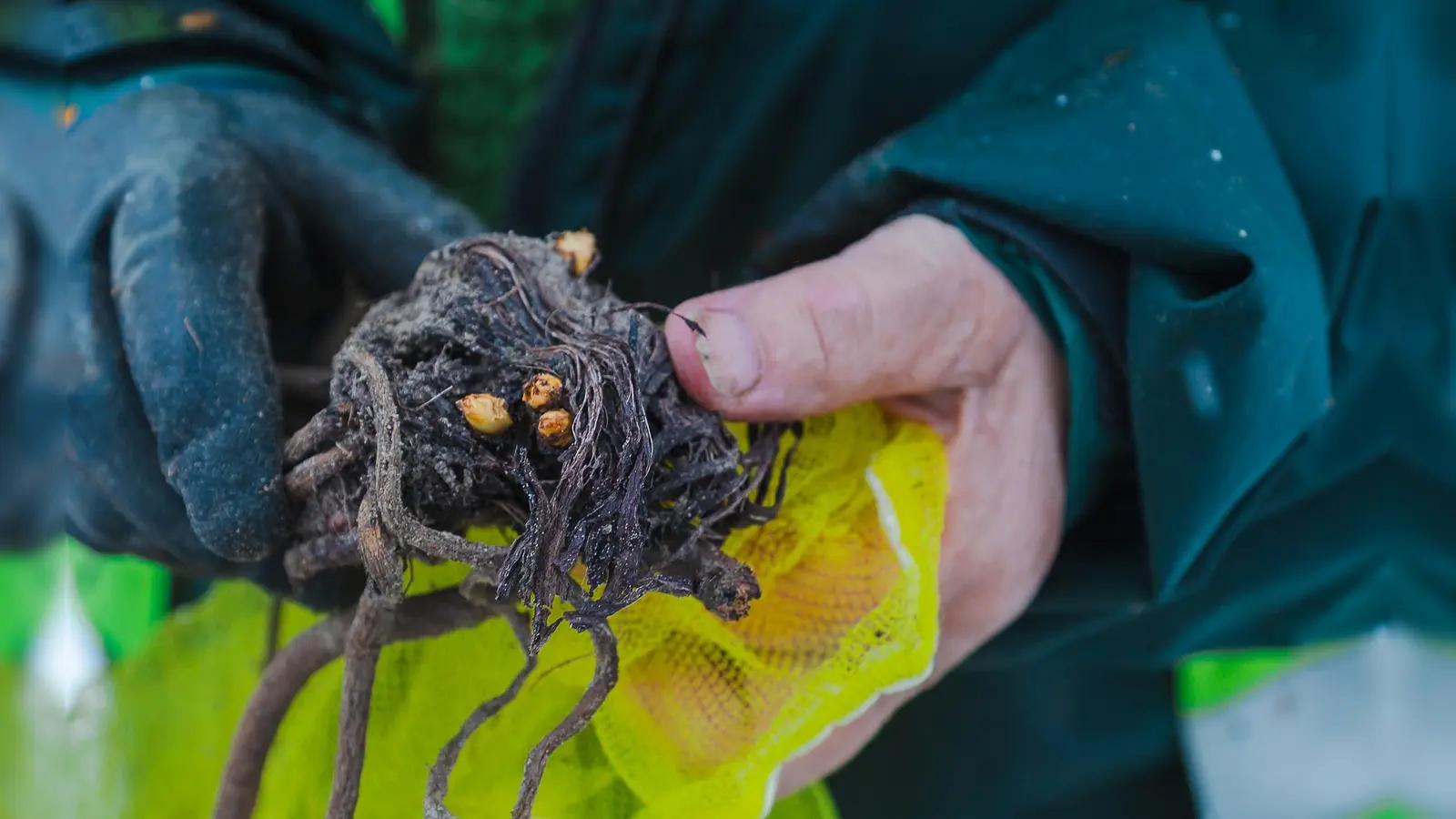 Eine Blumenzwiebel in Nahaufnahme: Pflanzplanerin Hanne Roth hat für jede einzelne einen Platz auf dem Landesgartenschaugelände vorgesehen. (Foto: Franz-Josef Seidl)