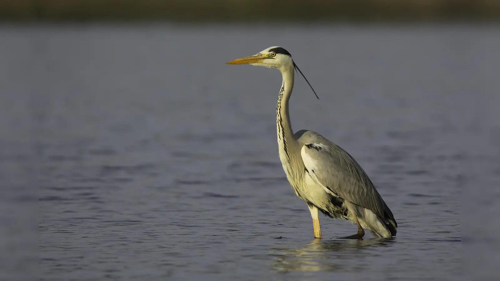 Im Nymphenburger Schlosspark kann man Graureiher beobachten. (Foto: Gunther Zieger/ LBV Bildarchiv)