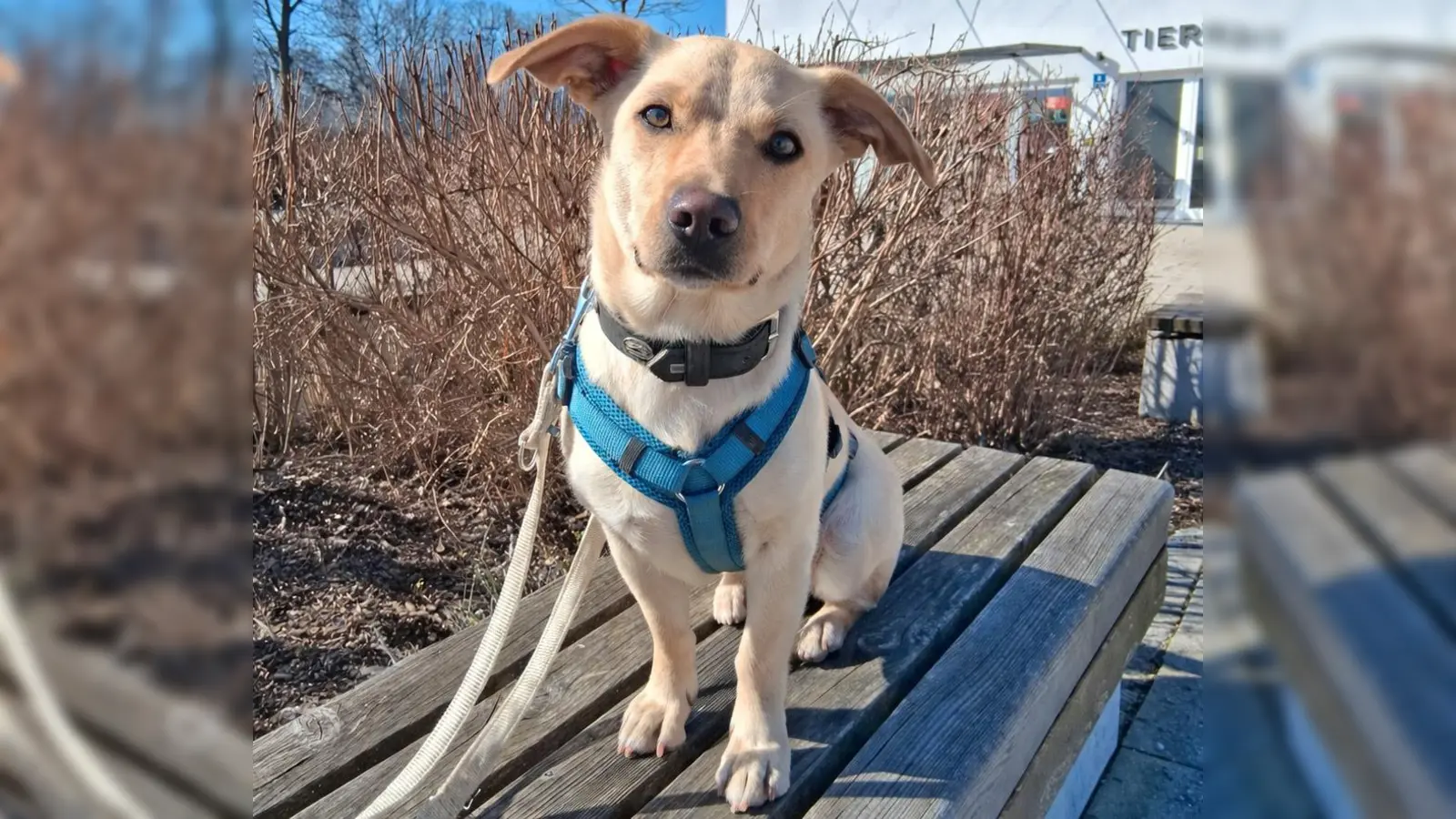 Mischlingshündin Luna. (Foto: Tierheim Riem)