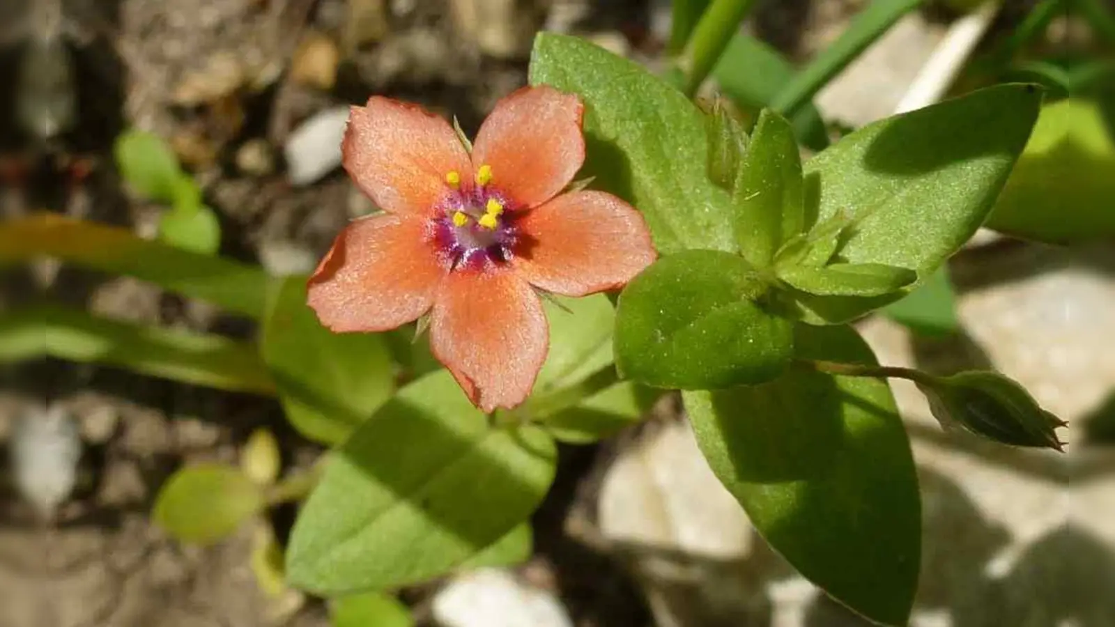 Der Acker-Gauchheil stammt ursprünglich aus dem Mittelmeergebiet. (Foto: Helene Falk)