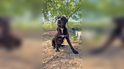Don ist ein Doggen-Mischling mit viel Temperament. (Foto: Tierheim Riem)