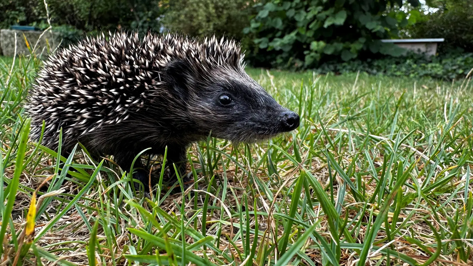 Die Igelfreunde suchen dringend ein warmes Plätzchen für Igel in Not.  (Foto: Regina Wegemann)