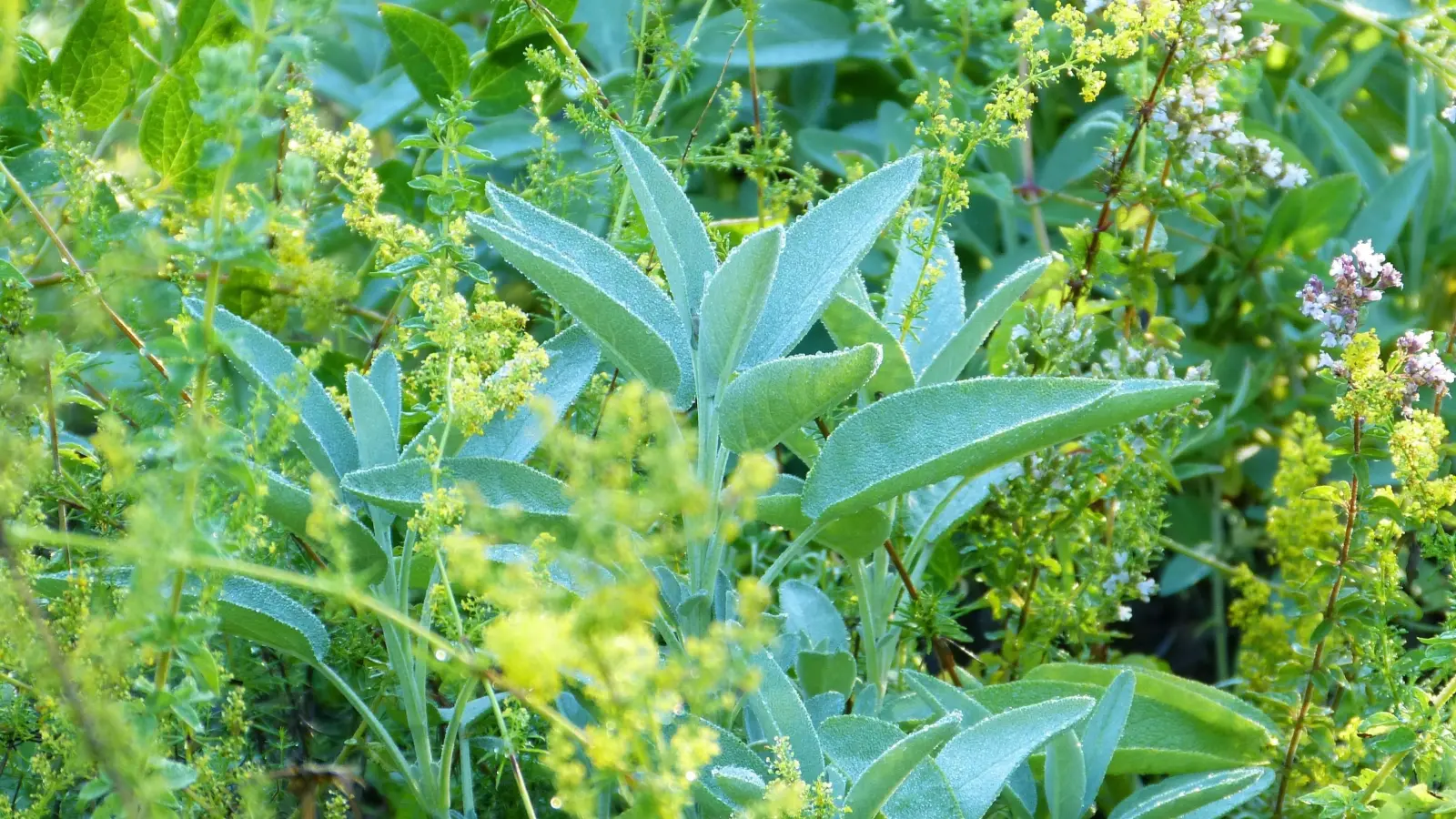 Bei der Lehrfahrt werden zwei Allgäuer Unternehmen besucht, die Naturprodukte herstellen.  (Foto: Gartenbauverein Herrsching)
