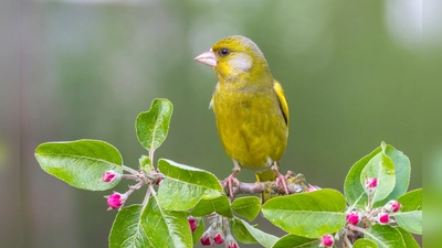 Auch der Grünfink singt wieder in Gärten und Parks. Wer ihn und seine gefiederten Kollegen bei der „Stunde der Gartenvögel hört oder sieht”, meldet ihn und kann dabei sogar noch einen Preis gewinnen.  (Foto: LBV, Andreas Giessler)
