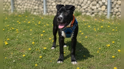 Der freundliche American Staffordshire-Jungspund Monaco (sechs Monate) sucht ein Zuhause außerhalb Bayerns. (Foto: Tierschutzverein München e.V.)