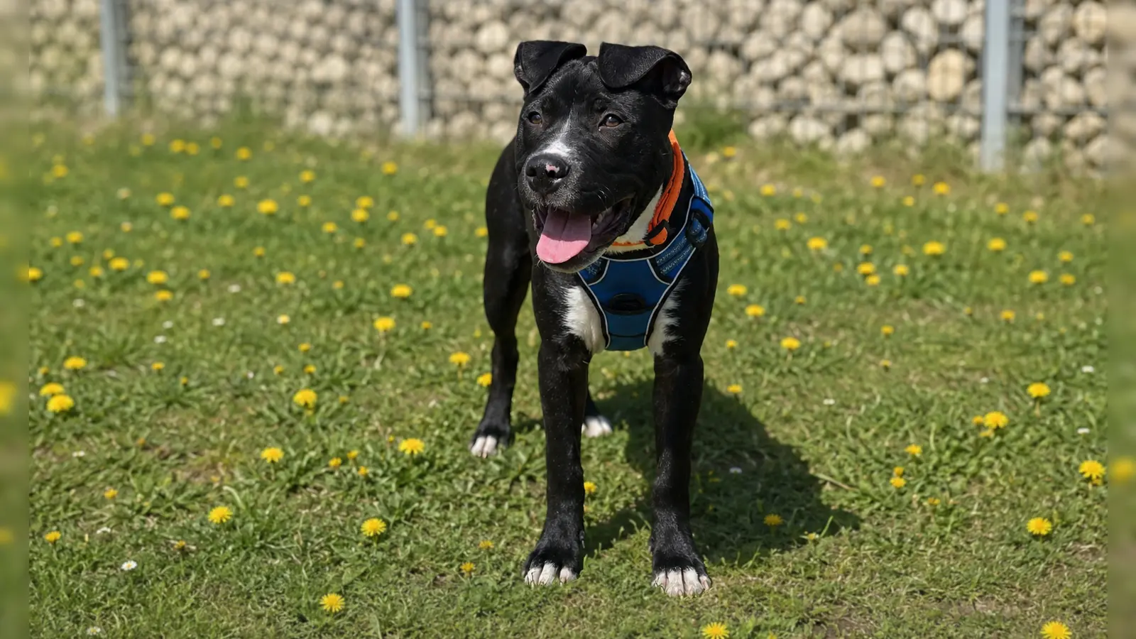 Der freundliche American Staffordshire-Jungspund Monaco (sechs Monate) sucht ein Zuhause außerhalb Bayerns. (Foto: Tierschutzverein München e.V.)
