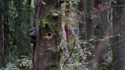 Es gibt Hinweise, dass Spechte ihre Höhlen besonders gerne in Bäume bauen, deren Holz bereits von Baumpilzen geschwächt ist.  (Foto: Simon Niederbacher )