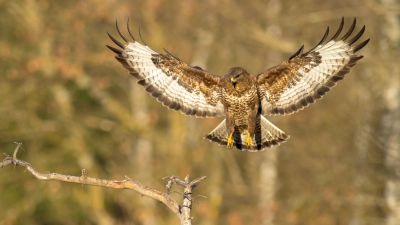 Drei tote Mäusebussarde wurden bei Allershausen gefunden. Laut LBV sind die Vögel gezielt vergiftet worden. (Foto: Dr. Olaf Broders/LBV)