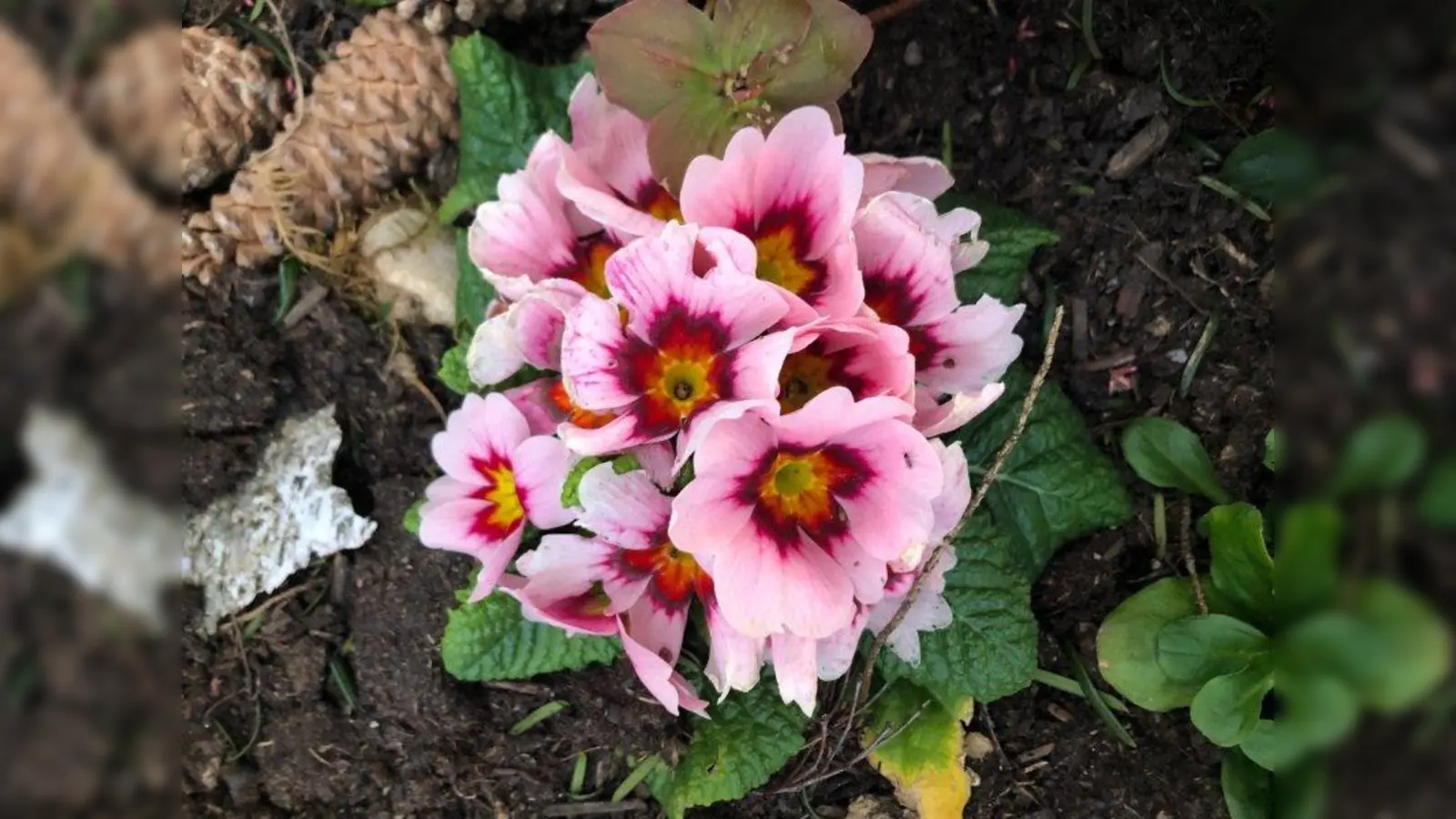 Primelgrüße von den Aubinger Geschäftsleuten. (Foto: pst)