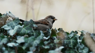 Der Spatz zählt wie die Schwalbe oder der Mauersegler zu den Gebäudebrütern. (Foto: Julia_Schmack)
