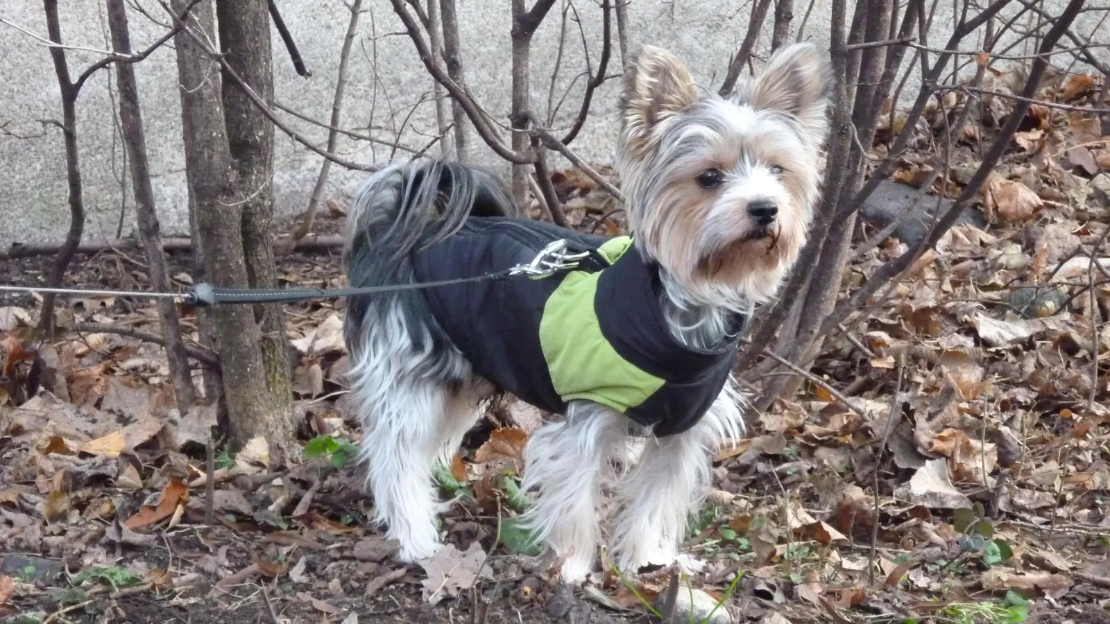 Die FDP im Bezirksausschuss will Auskunft über die Hunde-Statistik im Viertel, um gegebenenfalls Forderungen daraus abzuleiten. (Foto: kö)