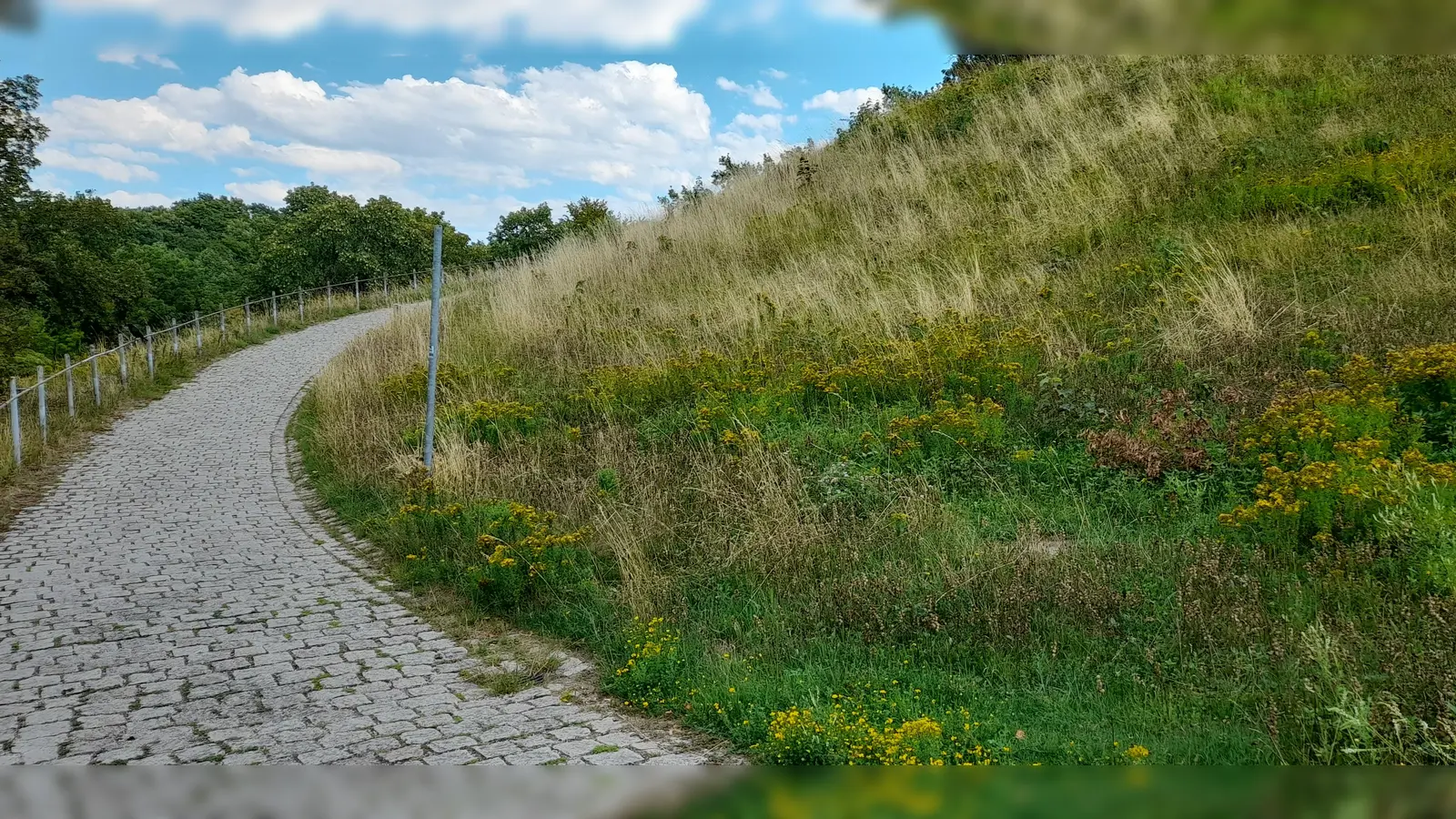 Erklärschilder sollen künftig darüber informieren, was auf den Wildblumenwiesen wächst. (Foto: Beatrix Köber)