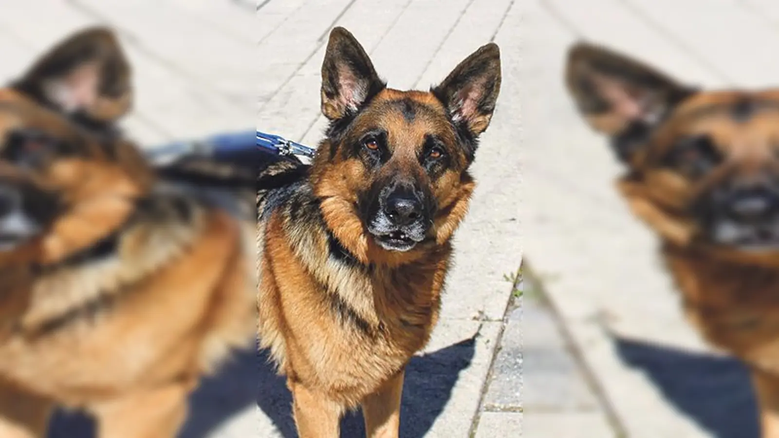 Deutscher Schäferhund Milou. (Foto: Tierheim Riem)