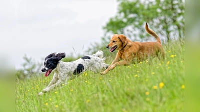 Frei über die Wiese zu toben, ist einfach herrlich. Sich dabei Zecken einzufangen nicht. (Foto: DJD/Formel Z/Getty Images/dageldog)