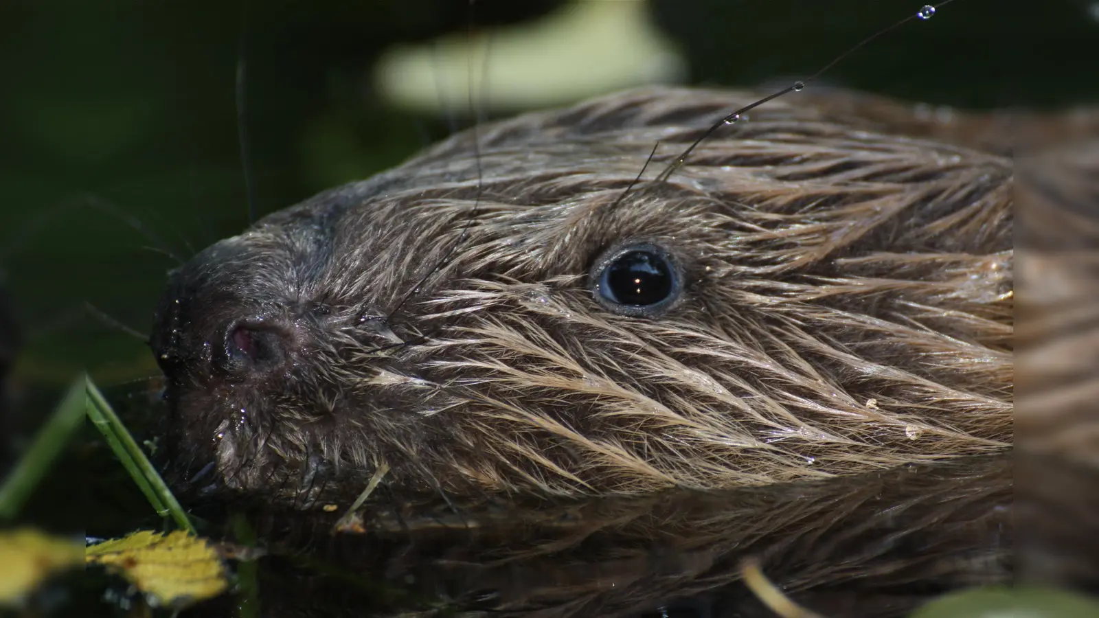 Der Biber ist in Bayern weit verbreitet und wegen seiner Wasserbauten nicht immer gern gesehen. (Foto: Berit Arendt)