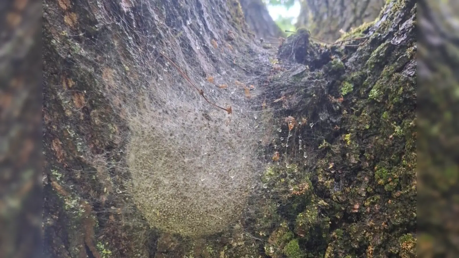 Am Feringasee in Unterföhring wurde der Eichenprozessionsspinner entdeckt. Die FKK-Halbinsel bleibt daher bis auf weiteres gesperrt. (Foto: Landratsamt München)