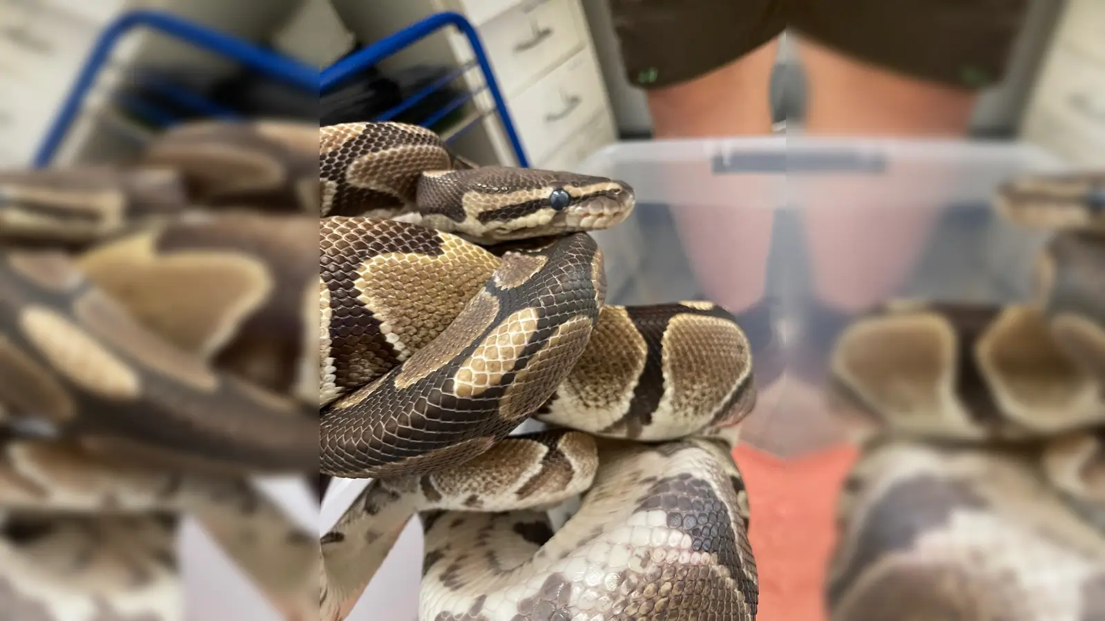 Am 8. Juli wurden in der Pertisaustraße 15 zwei Königspythons ausgesetzt (Foto: Auffangstation für Reptilien, München e.V.)