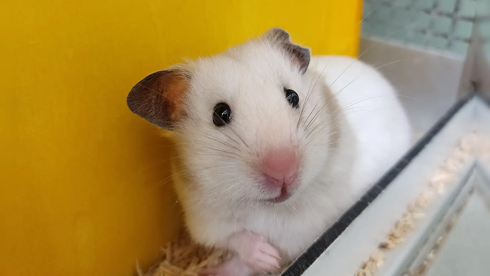 Hamstburg sucht ein neues Zuhause. (Foto: Tierschutzverein München e.V.)
