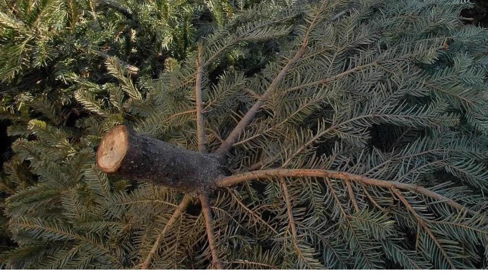 Die Gemeinde lässt die alten Christbäume der Einwohner von einer Entsorgungsfirma abholen. Sie werden gepresst und später zu Kompost verarbeitet.  (Foto: Gem. Ismaning)