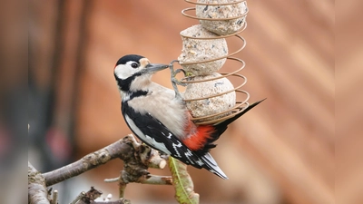 Hier „turnt” ein Bunspecht am Meisenknödelhalter. Die Zahl der gesichteten Wintervögel liegt heuer etwas unter der vom Vorjahr.  (Foto: Markus Brindl, LBV Bildarchiv)