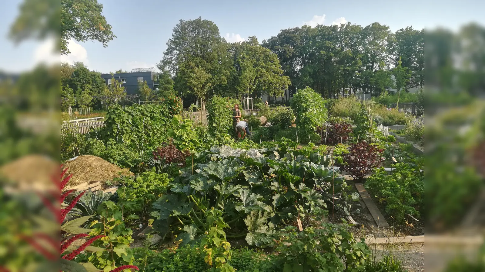 Gemeinsam ackern, säen, ernten: Allein 35 Salatsorten gedeihten 2018 prächtig im 1000 Quadratmeter großen "StadtAcker" im Ackermannbogen. (Foto: Ackermannbogen e.V.)