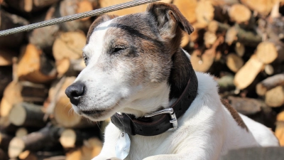 Abkühlung gefällig? Der Hundeverein Unterföhring verteilt am 8. August kostenloses Hundeeis. (Archivbild: chk)