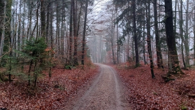 Bürgerinnen und Bürger erhalten Einblicke in die Entwicklung des heimischen Waldes und die Herausforderungen durch den Klimawandel. (Archivbild: bas)