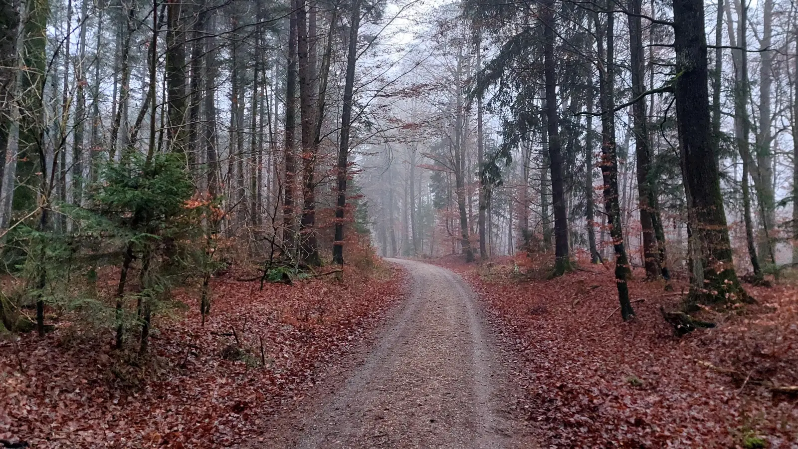 Bürgerinnen und Bürger erhalten Einblicke in die Entwicklung des heimischen Waldes und die Herausforderungen durch den Klimawandel. (Archivbild: bas)